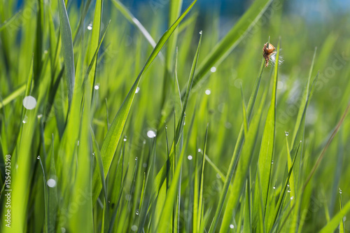 Morning dew in the grass closeup, bright nature morning water drops on the grass