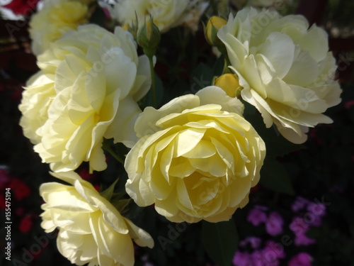 Julia Child white rose at garden .  flower photo. photo