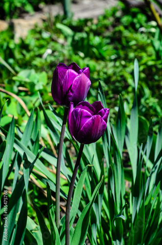 Violet tulip on flowerbed