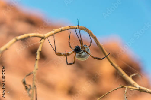 Big golden orb weaver spider, Australia photo