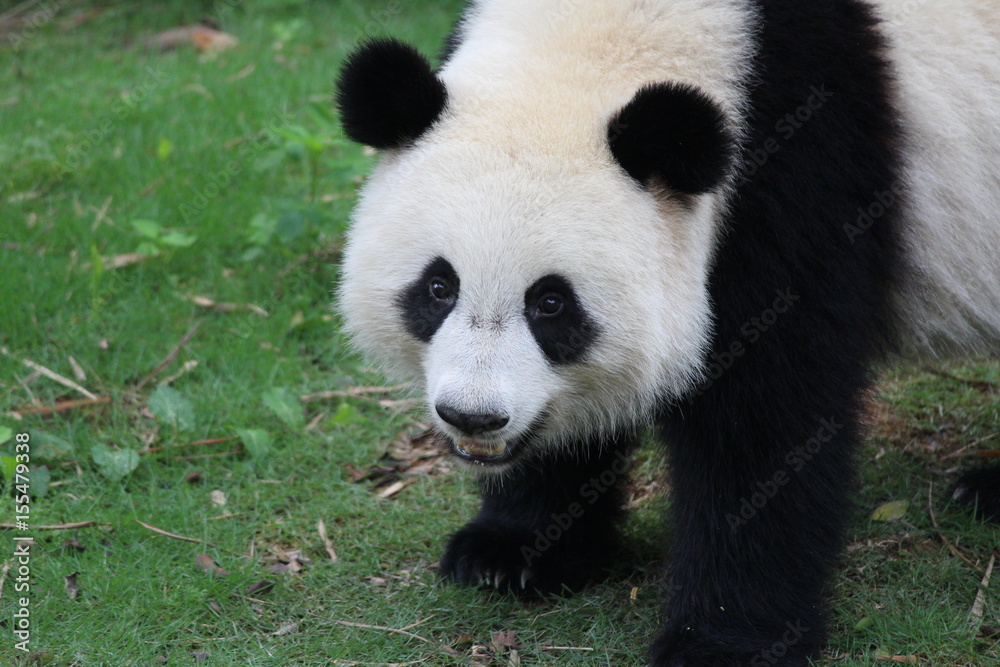 A fluffy happy panda A fluffy happy panda