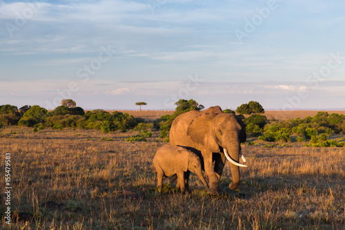 elephant with baby or calf in savannah at africa