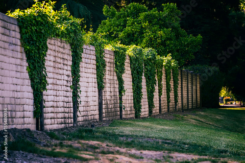 Fototapeta Naklejka Na Ścianę i Meble -  Stone Wall with Overhanging Ivy
