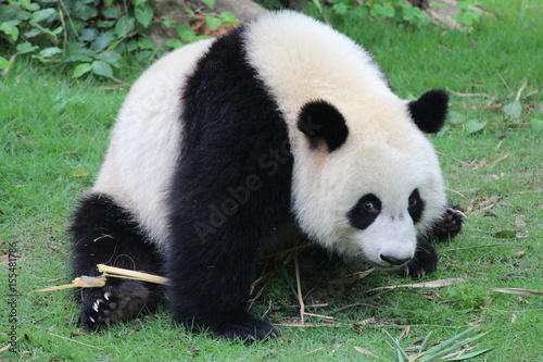 A fluffy happy panda