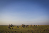 Elephant landscape