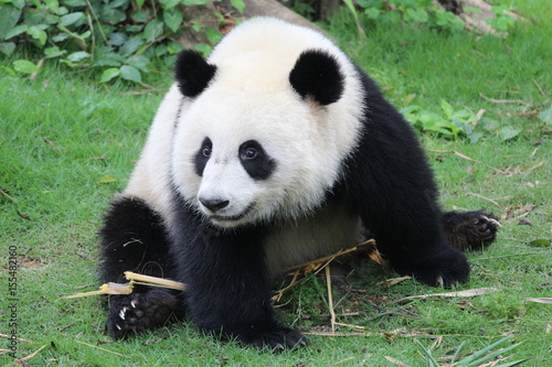 A fluffy happy panda