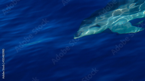 Madeira - Blue ocean water and curious diving dolphin with eyes looking at us near Funchal