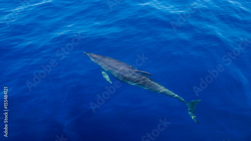 Madeira - Blue ocean water and diving dolphin from behind with flipper waiting © Simon