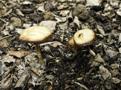 Wild mushrooms forest
