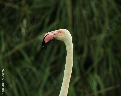 Weißer Flamingo Nahaufnahme