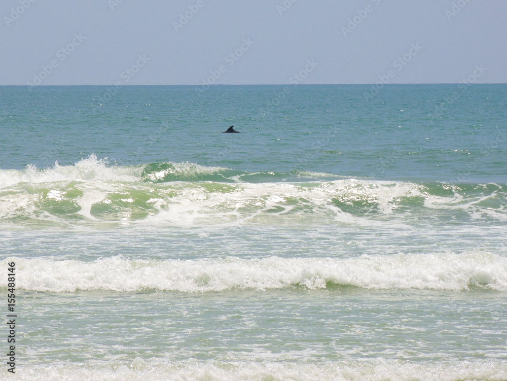 Dolphin at the beach