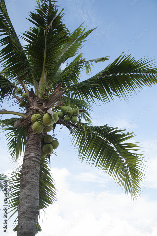 Fototapeta premium Coconut tree at the beach.