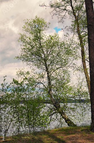 Behind the trees is a picturesque lake. Pisochne ozero. Volyn region. Ukraine photo