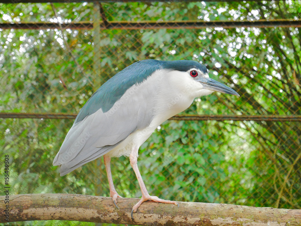 Fototapeta premium Black-crowned Night Heron on the Bough