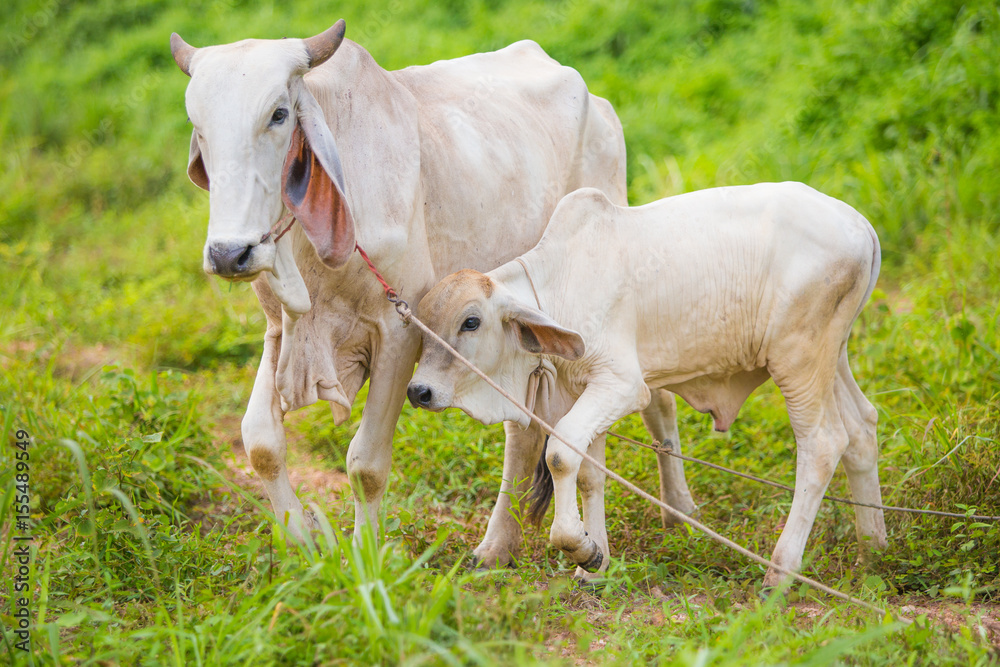 A mother cow and her calf stand in a field i A mother cow and her calf stand in a field i