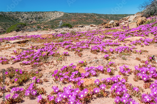 Blooming wildflowers in Kalbarri national park, Western australia