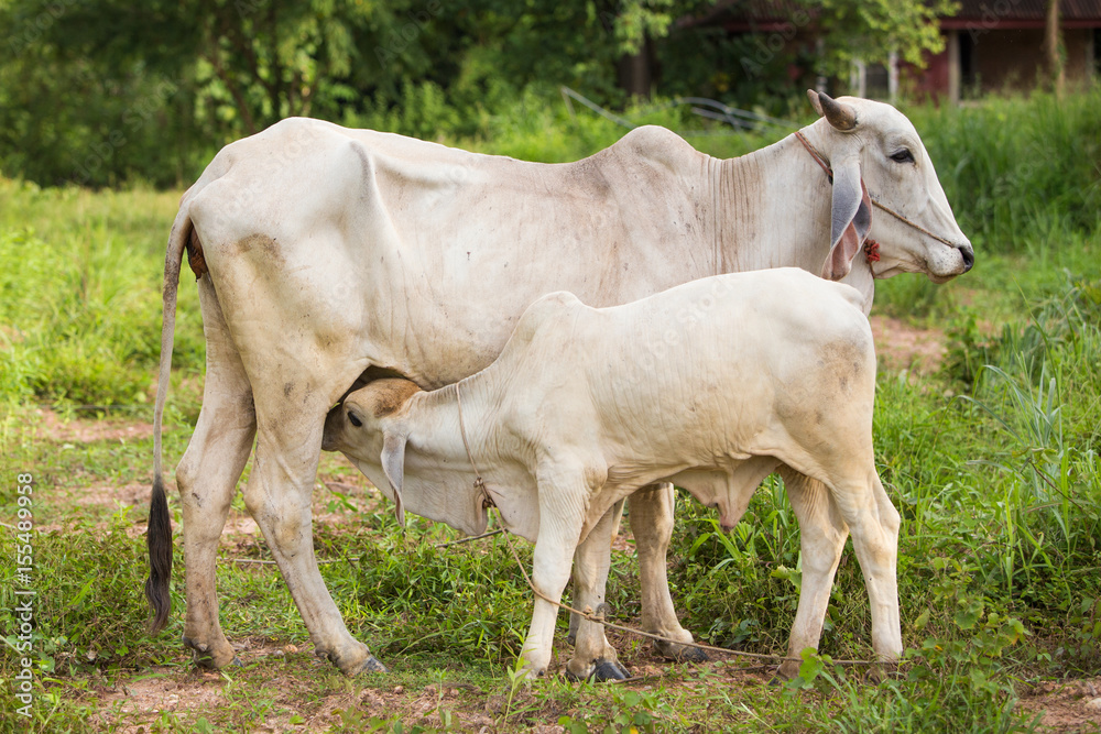 Closed up picture of Calf suckling milk from mother cow Closed up picture of Calf suckling milk from mother cow