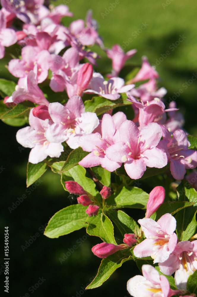 Branch of weigela florida pink flowers with green background vertical