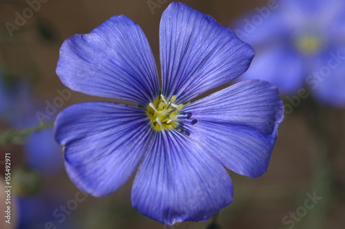 Blue Flax Bloom, Linum perenne lewisii