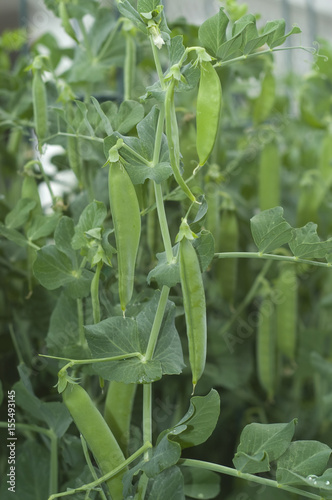 Snap Pea Pods on the Vine