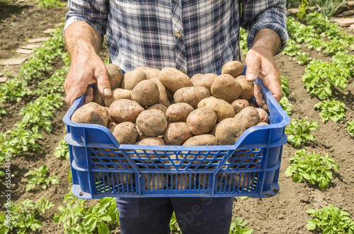 The farmer holding potatoes. Fresh and organic food. Garden. Healthy food with vitamins.