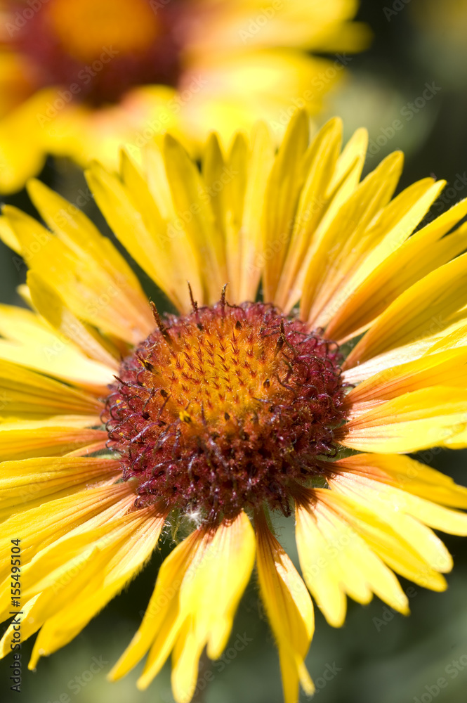 Blanket Flower, Gaillardia Aristata Blanket Flower, Gaillardia Aristata