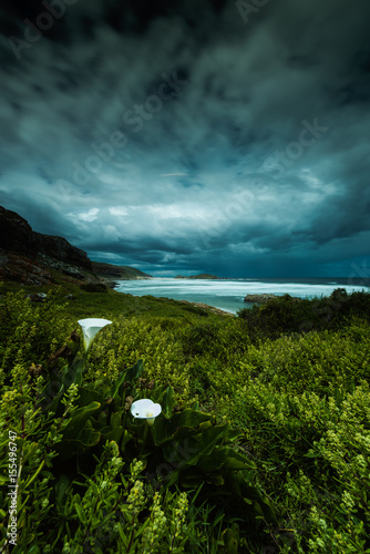 Arum lilies stand defiant under an impending southern Indian ocean storm 
