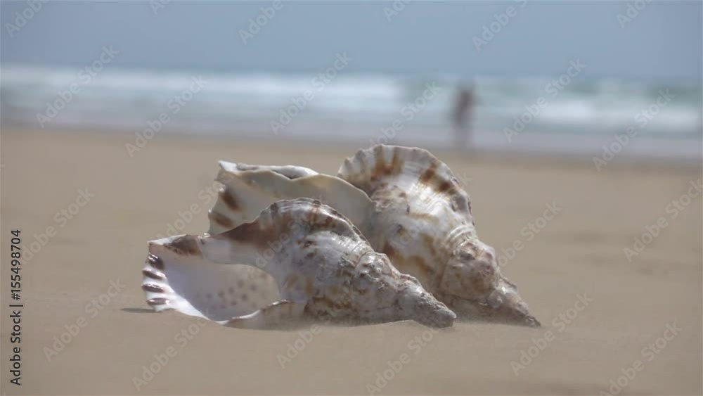 High quality video of shells on the sand in real 1080p slow motion 250fps High quality video of shells on the sand in real 1080p slow motion 250fps