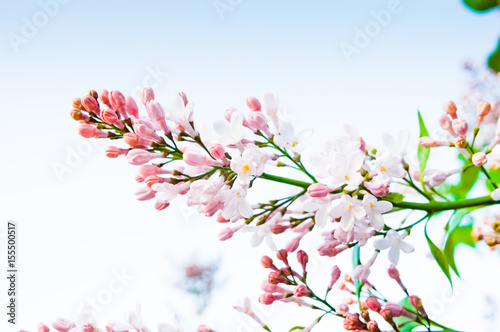 Blooming pink white lilac flowers