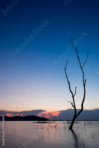 Silhouette tree in water during sunset