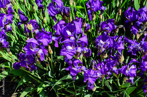 Fototapeta Naklejka Na Ścianę i Meble -  Irises on a meadow on spring