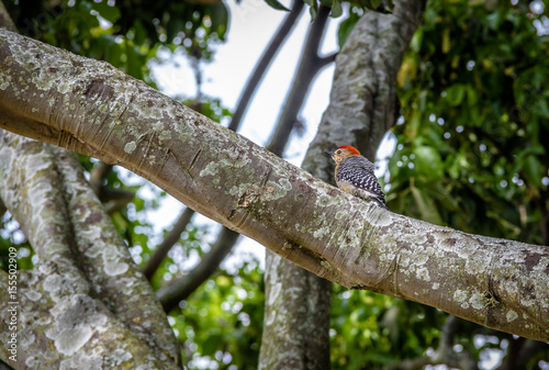 Small Red-crowned woodpecker bird (Melanerpes rubricapillus) in a tree - Cali, Colombia photo