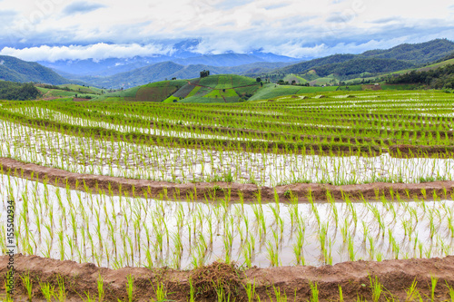 Green Terraced Rice Field in Pa Pong Pieng , Mae Chaem, Chiang Mai, Thailand