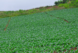 Cabbage field on  Phu Tub Berk