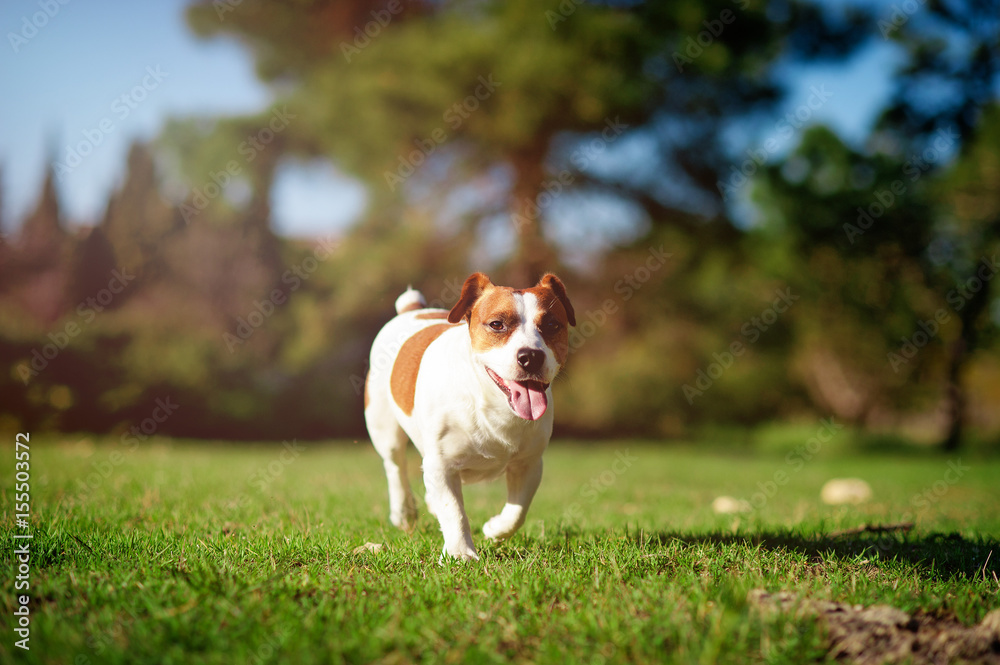 Jack Russell Terrier running on green grass