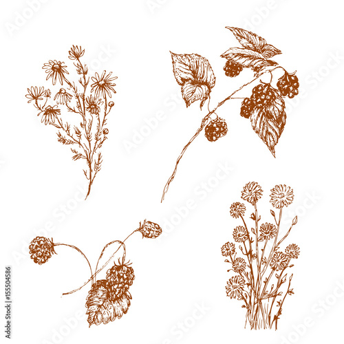 Vector monochrome hand drawn set of raspberry, strawberry, chicory and cauliflower isolated on white. Food, herbal medicine and natural themes, design element, textile, printed goods.