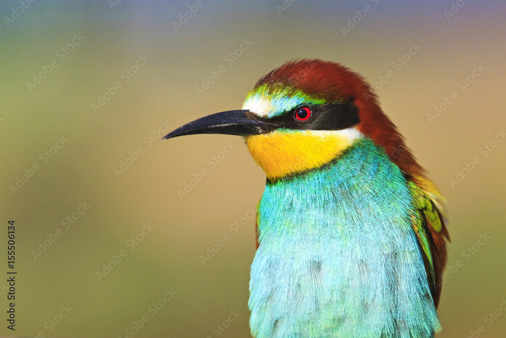 beautiful exotic bird with a long beak