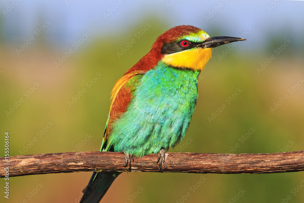 incredible colors of exotic birds