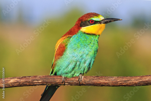 incredible colors of exotic birds © drakuliren