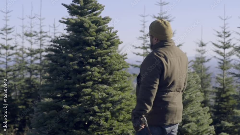 Man Inspects Christmas Tree, Touches Branches, Prepares To Cut It Down, His Little Boy Watches Man Inspects Christmas Tree, Touches Branches, Prepares To Cut It Down, His Little Boy Watches