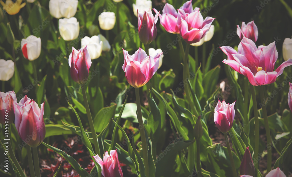 Fresh colorful tulips in spring. Instagram
