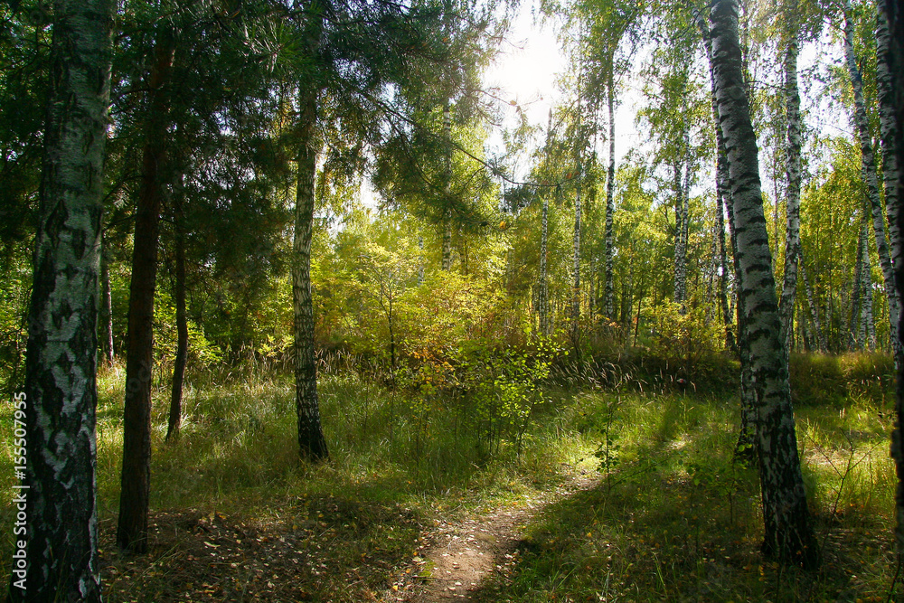 Obraz premium Golden autumn in the forest and bright sunlight through the leaves.
