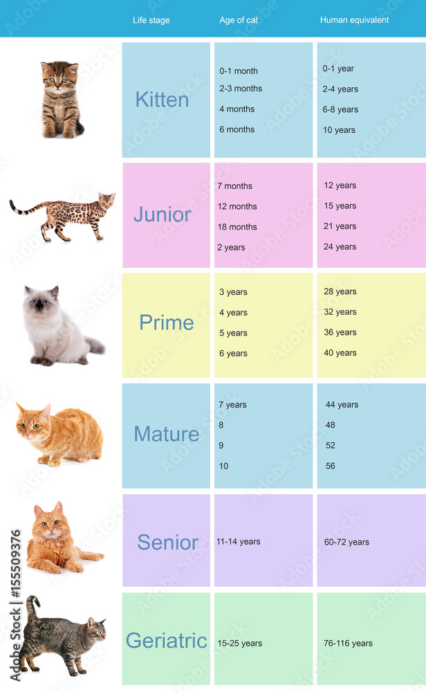 Pet age concept. Comparison chart of cat and human years as background  Stock Photo | Adobe Stock