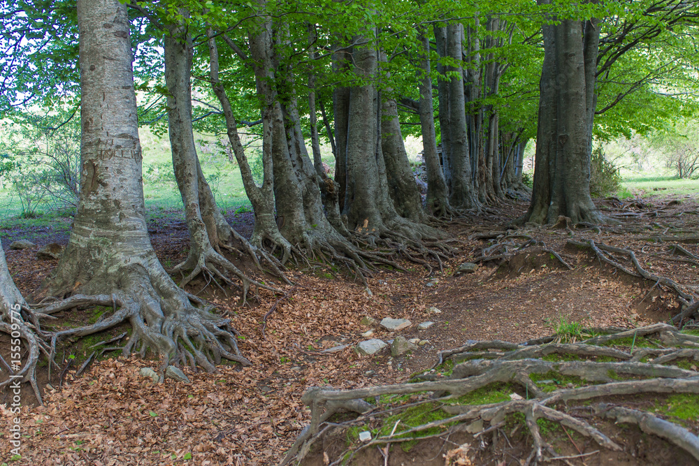 Fototapeta premium Antica Foresta
