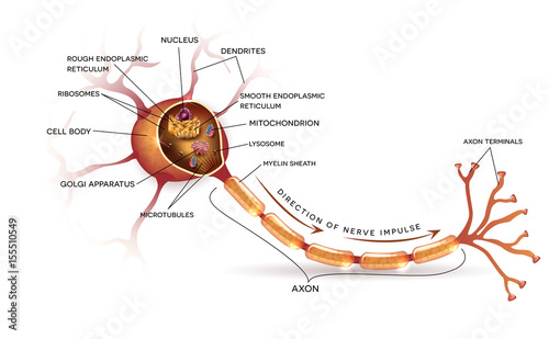 Neuron, nerve cell that is the main part of the nervous system. Cross section detailed anatomy, nucleus and other organelles of the cell.