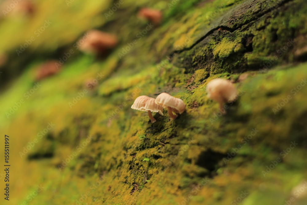 Obraz premium Mushrooms