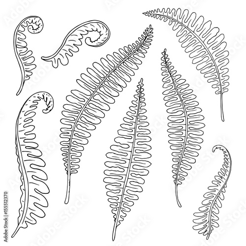 Vector monochrome set of fern leaves isolated on white. Natural, floral, tropical and wetland themes, decoration for different purposes, printed goods, textile. Coloring book image.