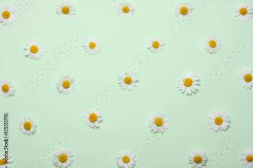 chamomile on green background. top view with copy space