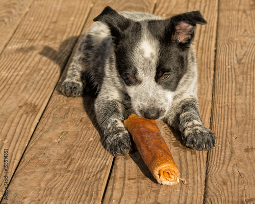 Texas Heeler puppy chwing on rawhide stick in morning sun