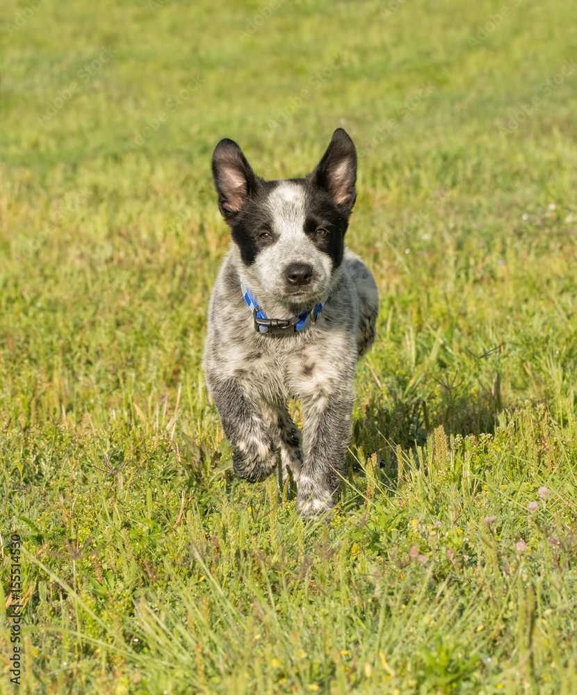 Happy Texas Heeler puppy running towars viewer in green grass